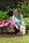 Azet_RhododendronDuenger_0001_01.jpg