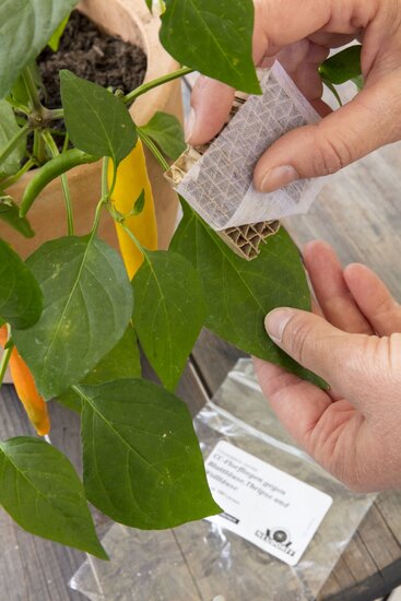 Bestell-Set_Nuetzlinge_gegen_Schadinsekten_CC-Florfliegen_0001.jpg