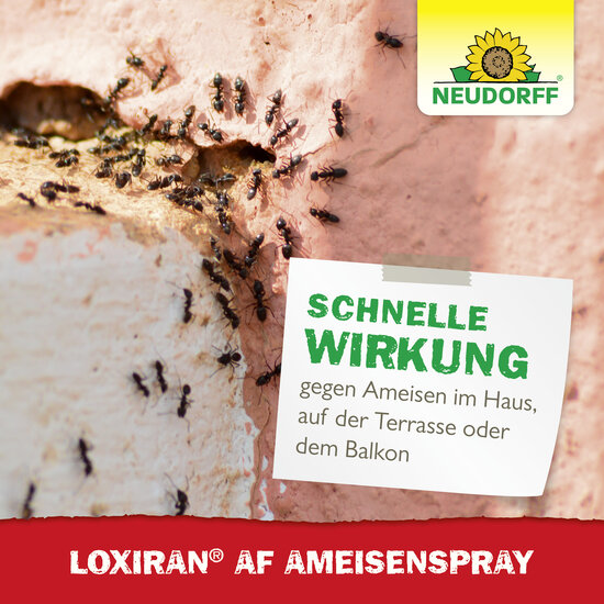 Loxiran AF AmeisenSpray Sprechende Bilder Bild 6