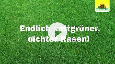 Endlich sattgrüner, dichter Rasen!