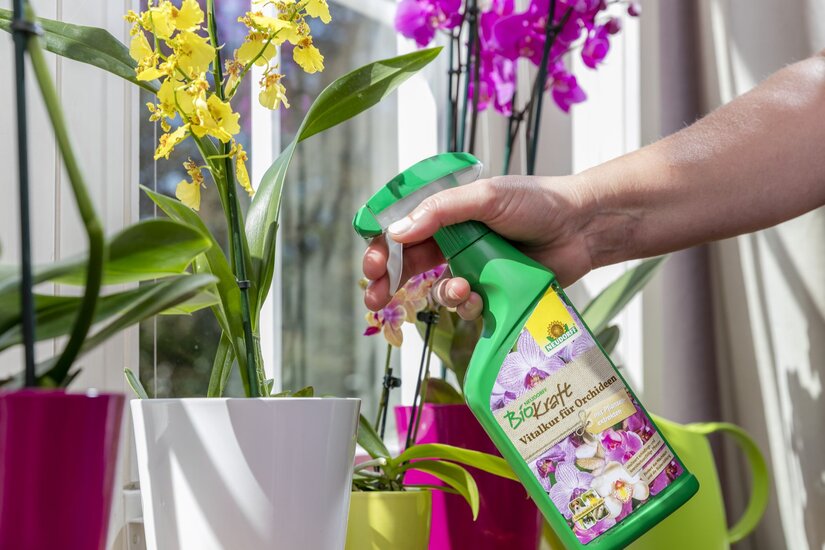 Neudorff_BioKraft_Vitalkur_fuer_Orchideen_0002.jpg