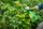Fungisan_Rosen-_und_Buxus-Pilzfrei_anwendungsfertig_0006.jpg
