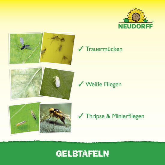 Gelbtafeln (großformatig) Sprechende Bilder Bild 4