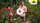 Dufter Rosensommer