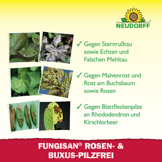Fungisan Rosen- und Buxus-Pilzfrei Sprechende Bilder Bild 5