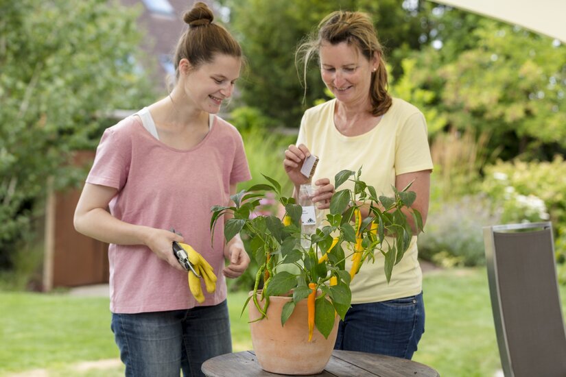 Bestell-Set_Nuetzlinge_gegen_Schadinsekten_CC-Florfliegen_0004.jpg