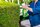 Fungisan_Rosen-_und_Buxus-Pilzfrei_0001.jpg