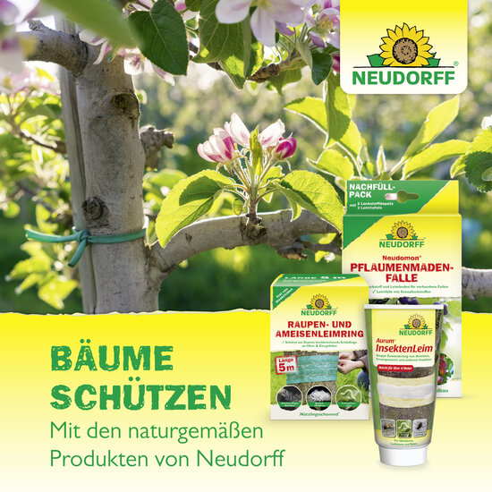 Neudomon PflaumenmadenFalle Sprechende Bilder Bild 7