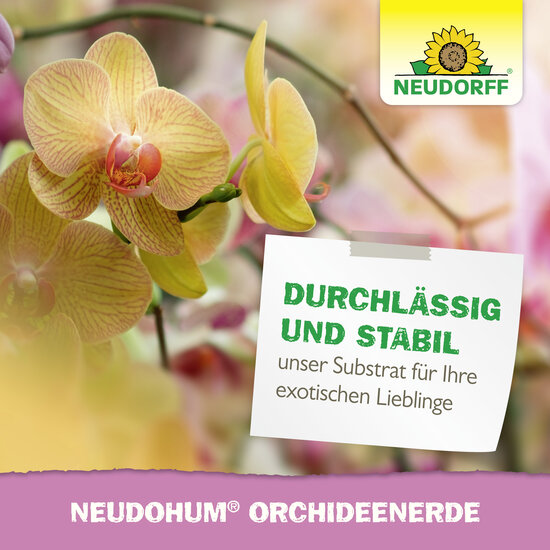NeudoHum OrchideenErde Sprechende Bilder Bild 7 NeudoHum OrchideenErde Sprechende Bilder Bild 7