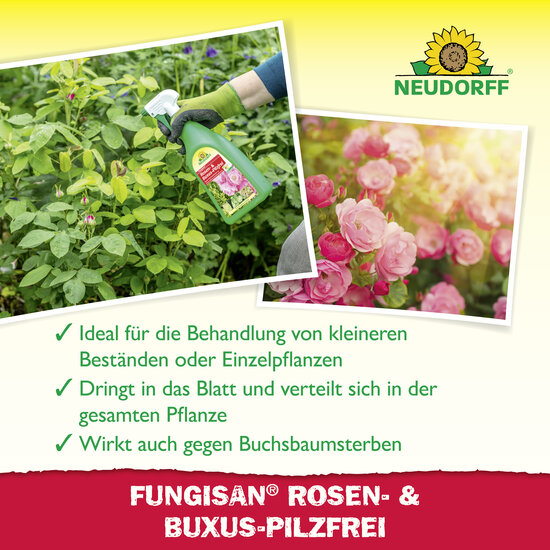 Fungisan Rosen- und Buxus-Pilzfrei Sprechende Bilder Bild 4