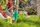 Raupen-_und_AmeisenLeimring_AW_Baum_02_2081.jpg
