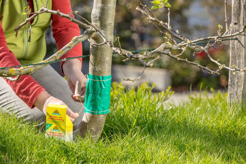 Raupen-_und_AmeisenLeimring_AW_Baum_02_2081.jpg