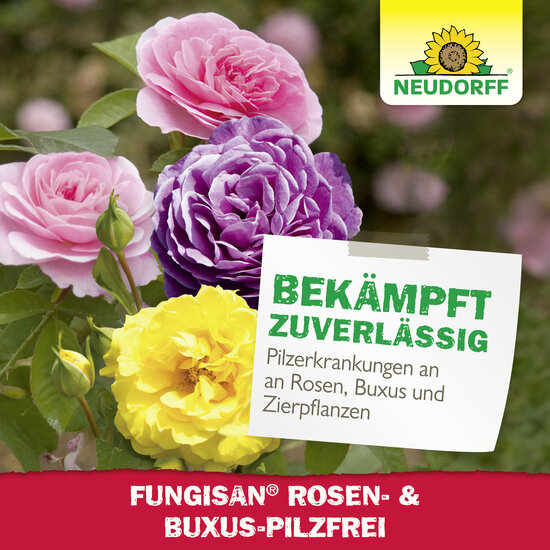 Fungisan Rosen- und Buxus-Pilzfrei Sprechende Bilder Bild 7