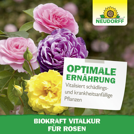 Neudorff BioKraft Vitalkur für Rosen Sprechende Bilder Bild 6