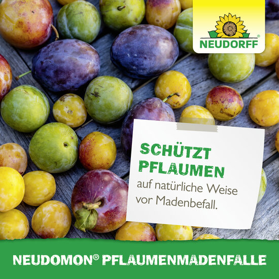 Neudomon PflaumenmadenFalle Sprechende Bilder Bild 6