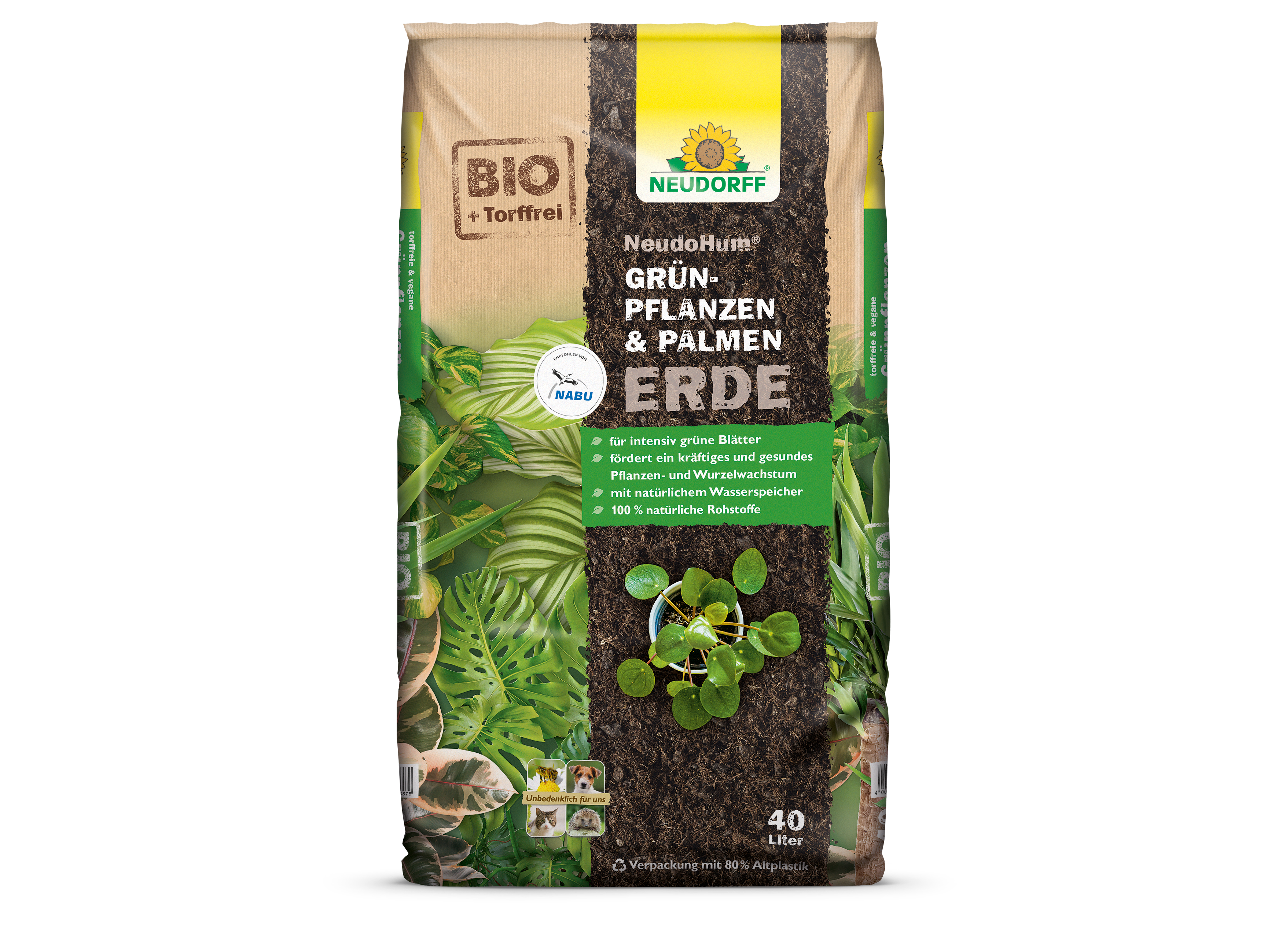 philodendron sharoniae Philodendron sharoniae – Carnivero