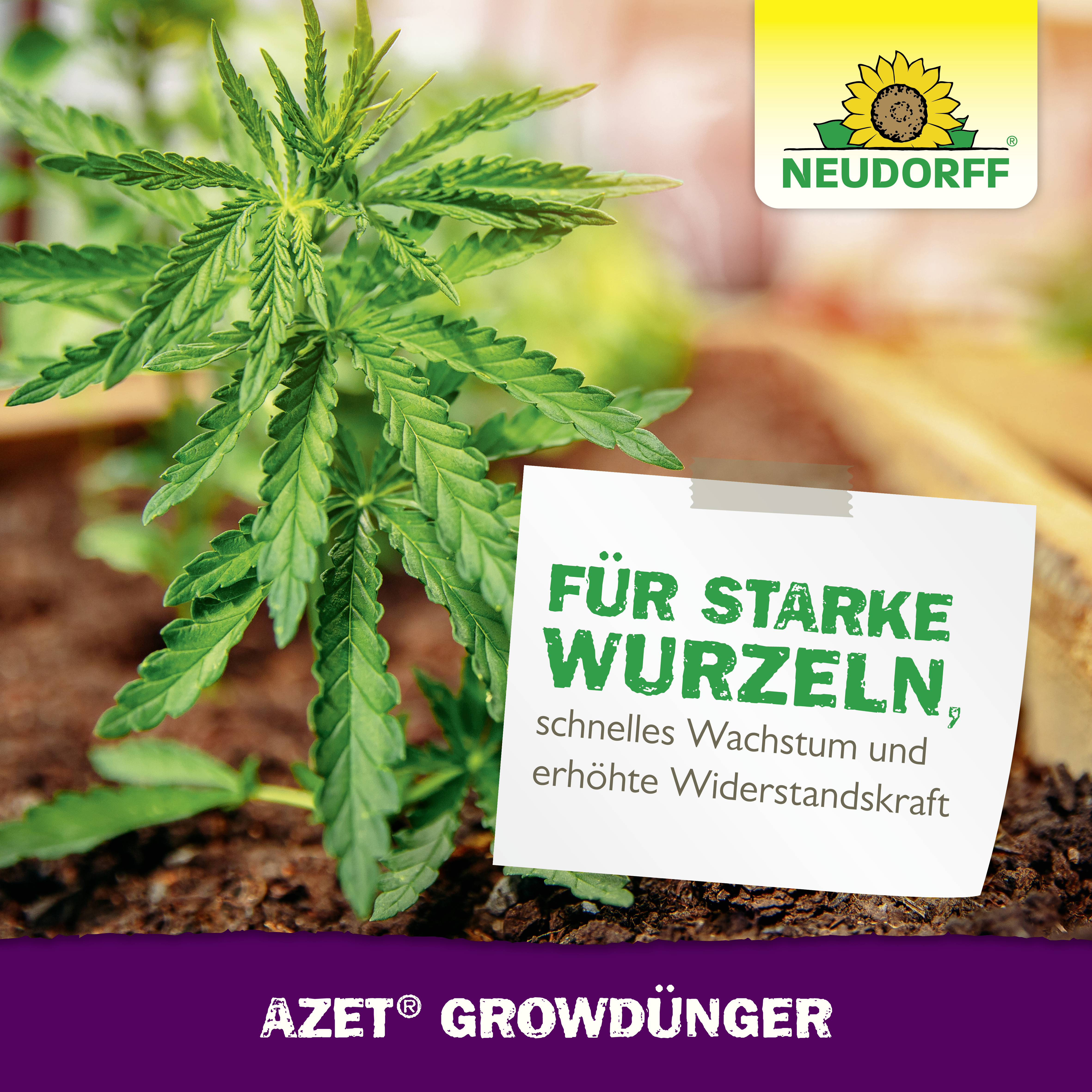 welcher dünger für marihuanas Bobs Hanfglück main image 0