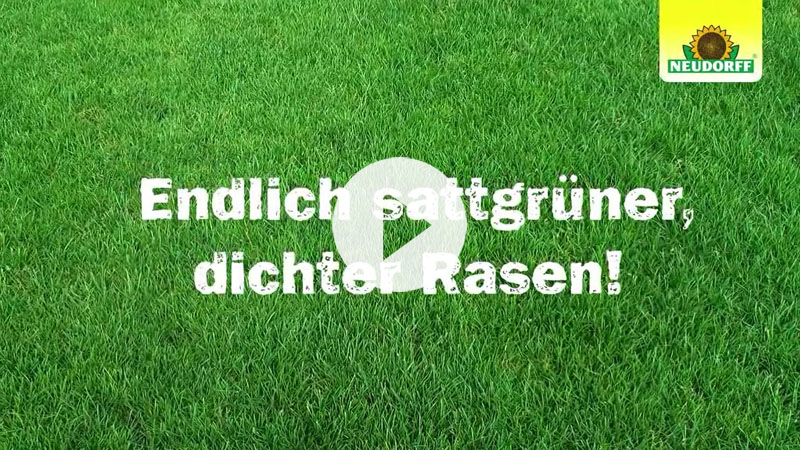 Endlich sattgrüner, dichter Rasen!