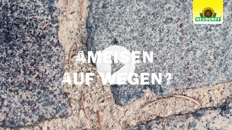 Ameisen wirksam bekämpfen - rund ums Haus